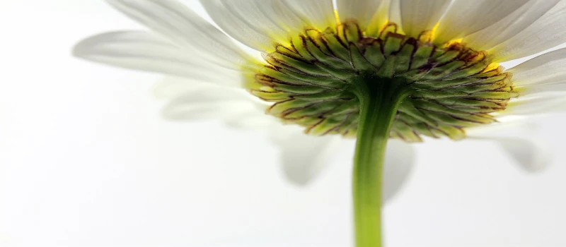 Cover Photo